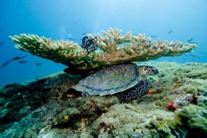 Duiken en snorkelen op de Malediven